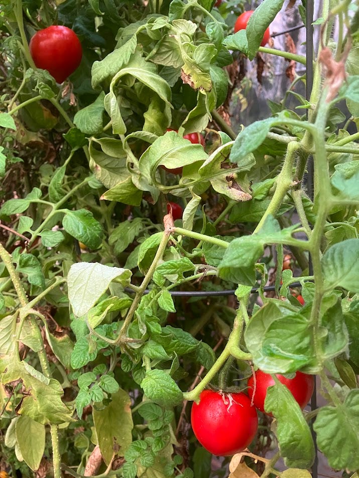 bright red tomatoes on a dense, slightly wilted vine