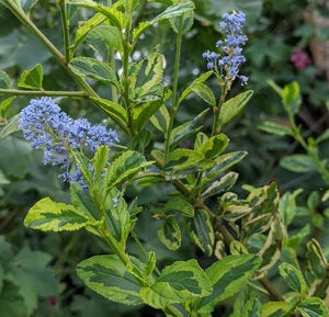Ceanothus thyrsiflorus 'zanzibar' with variegated leaves