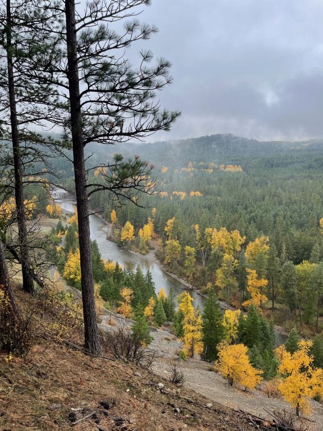 View looking down on a river. The sky is cloudy and there are two sparse evergreens in the foreground. The river is surrounded by a mix of evergreen and yellow trees.