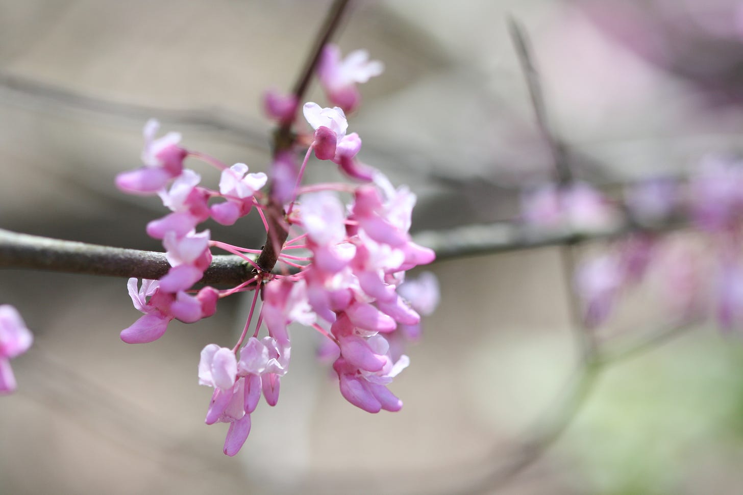 a cluster of pinky purple redbud blossoms on a branch