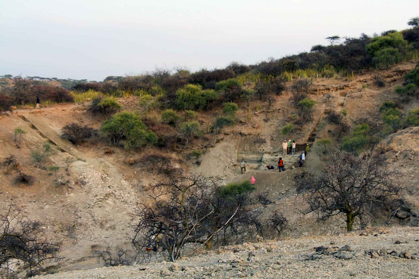 An excavation into a hillside showing stepped trenches and a large cut exposing many square meters An excavation into a hillside showing stepped trenches and a large cut exposing many square meters