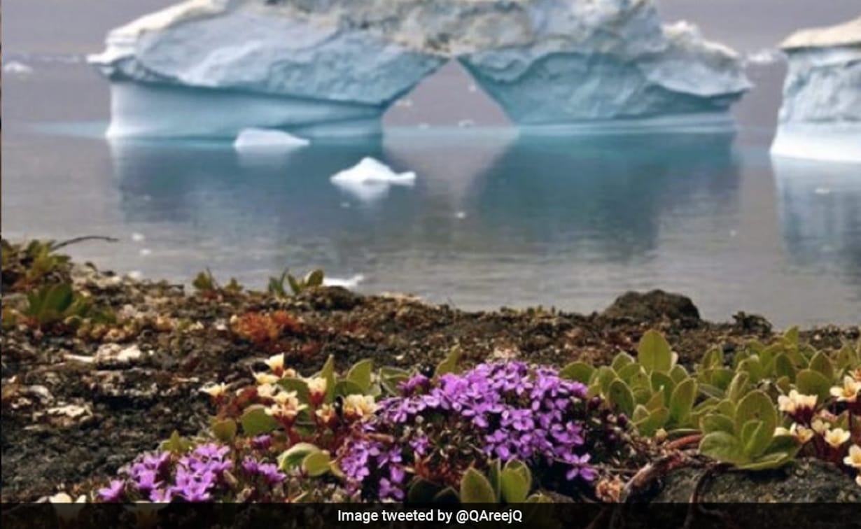 Viral Image Shows Pink Flowers Blooming In Antarctica, Here's The Truth