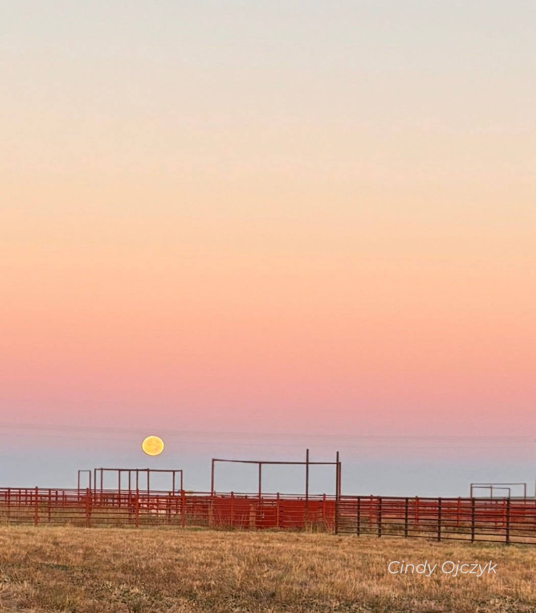 moon is setting over a prairie and red bison pens 