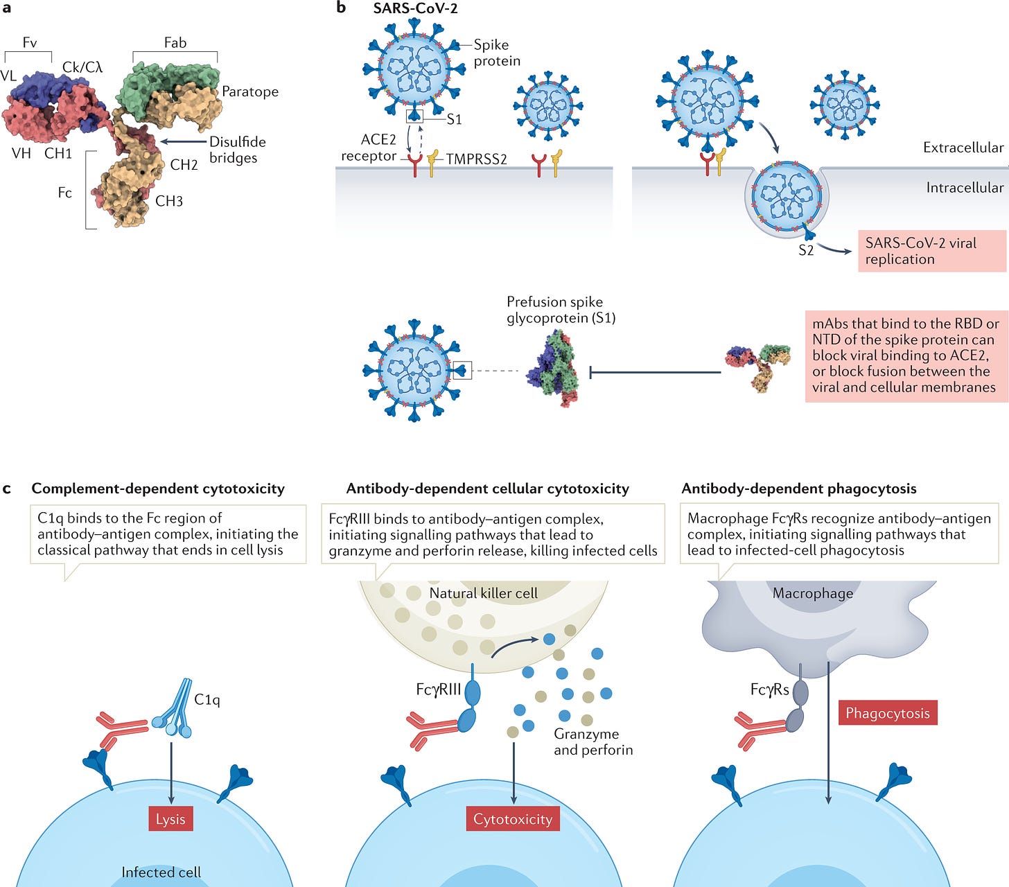 Antibodies to combat viral infections: development strategies and progress  | Nature Reviews Drug Discovery