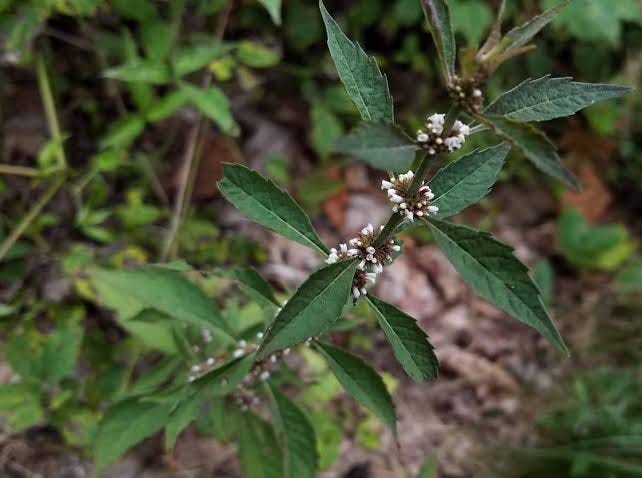 Virginia Bugleweed (Lycopus virginicus) | Western Carolina Botanical Club