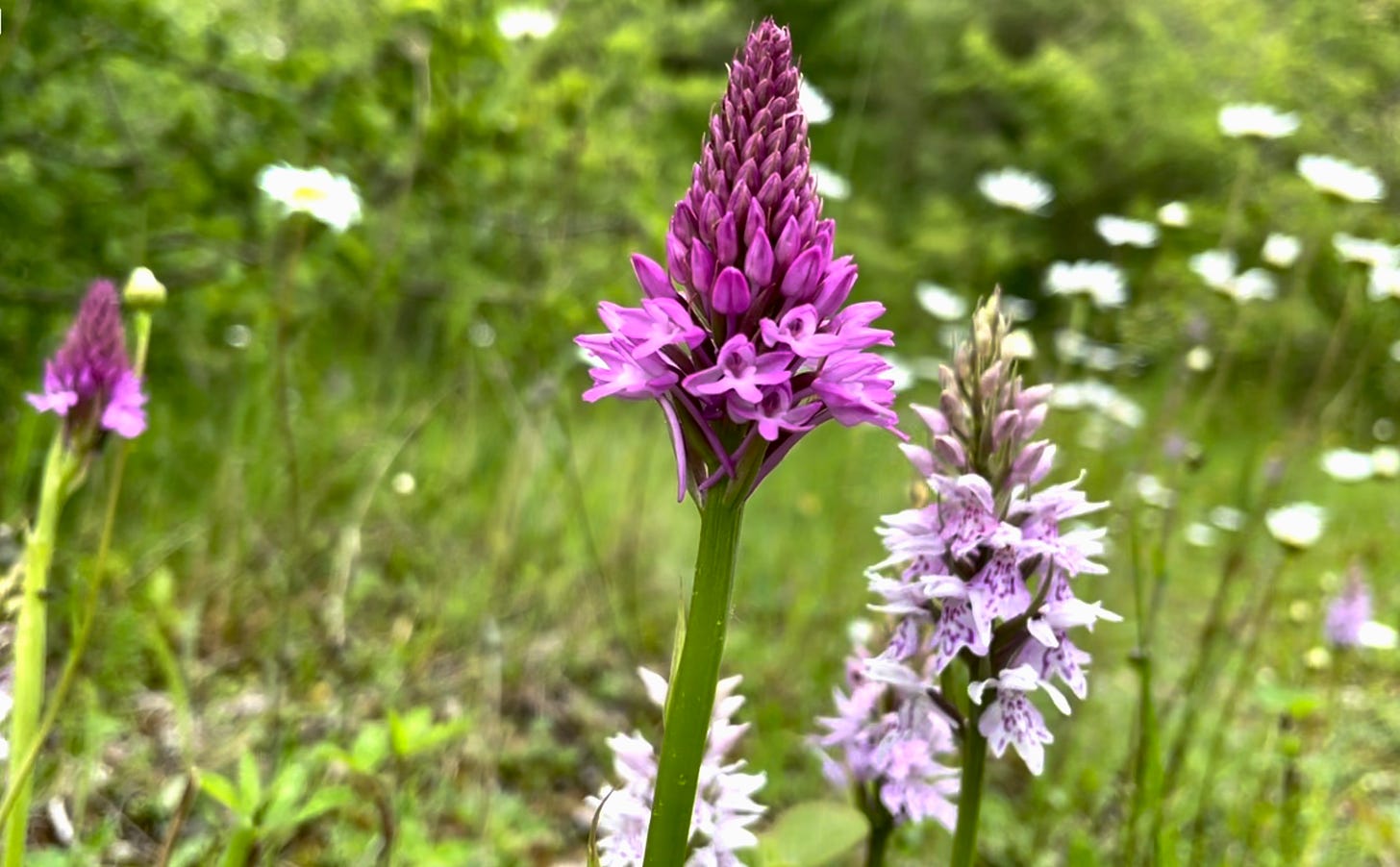 Pyramidal orchid taking centre stage supported by marsh orchids