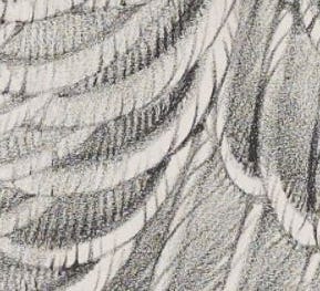 Enlarged detail of lithographic crayon shading of feathers of Greylag Wild Goose (Anser palasurus)