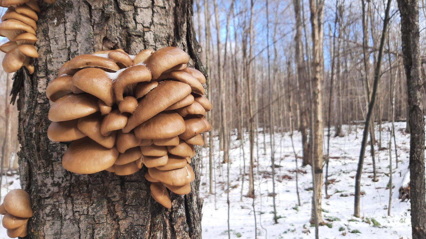 Mushrooms cling to a tree in the Debar Mountain Wild Forest 