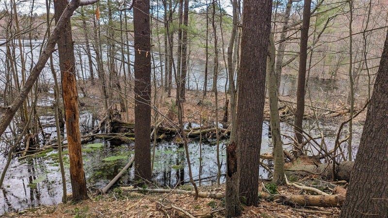 Trees growing in and around wet ground near a small lake