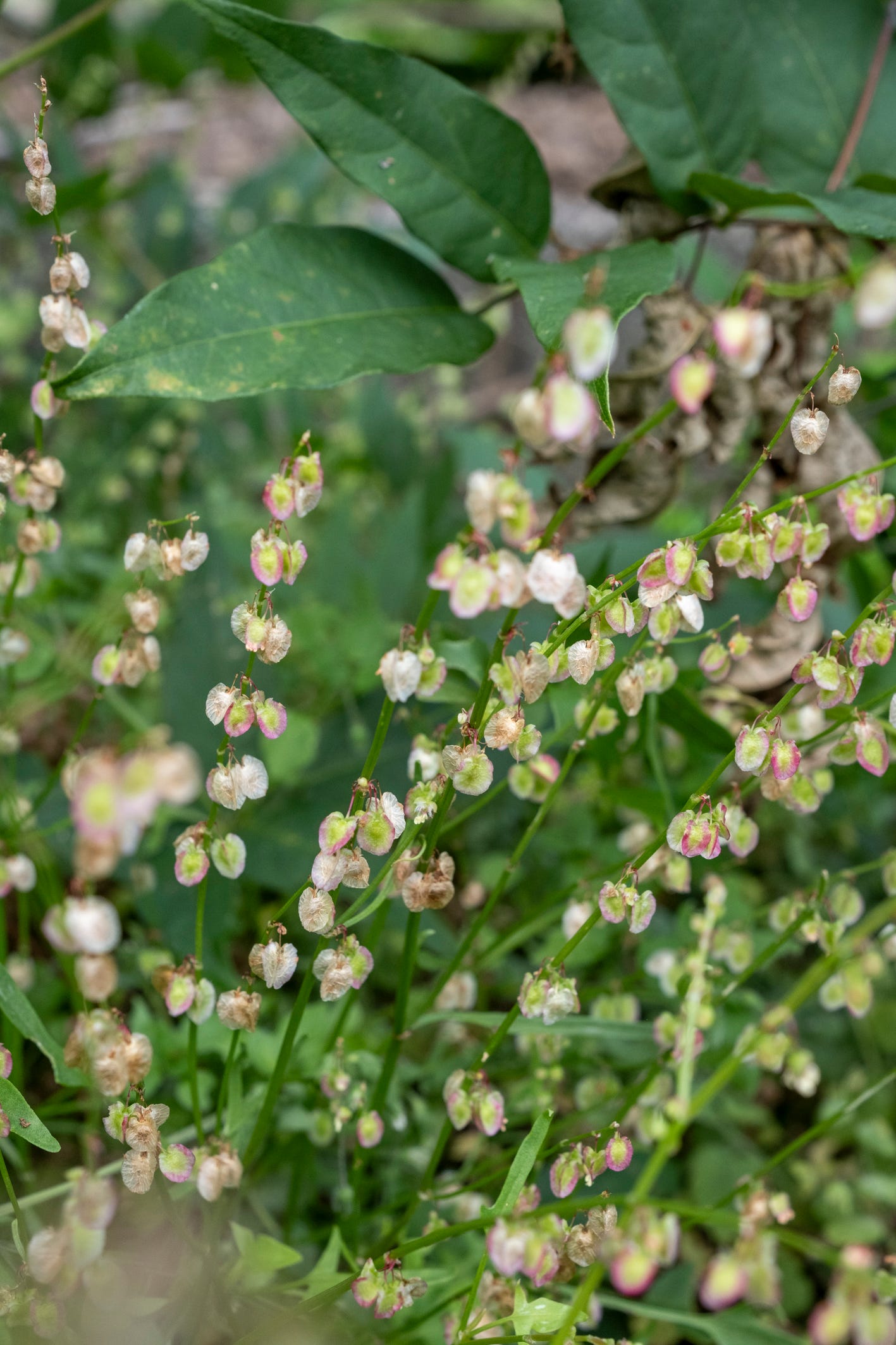 Buckler leaved sorrel seed