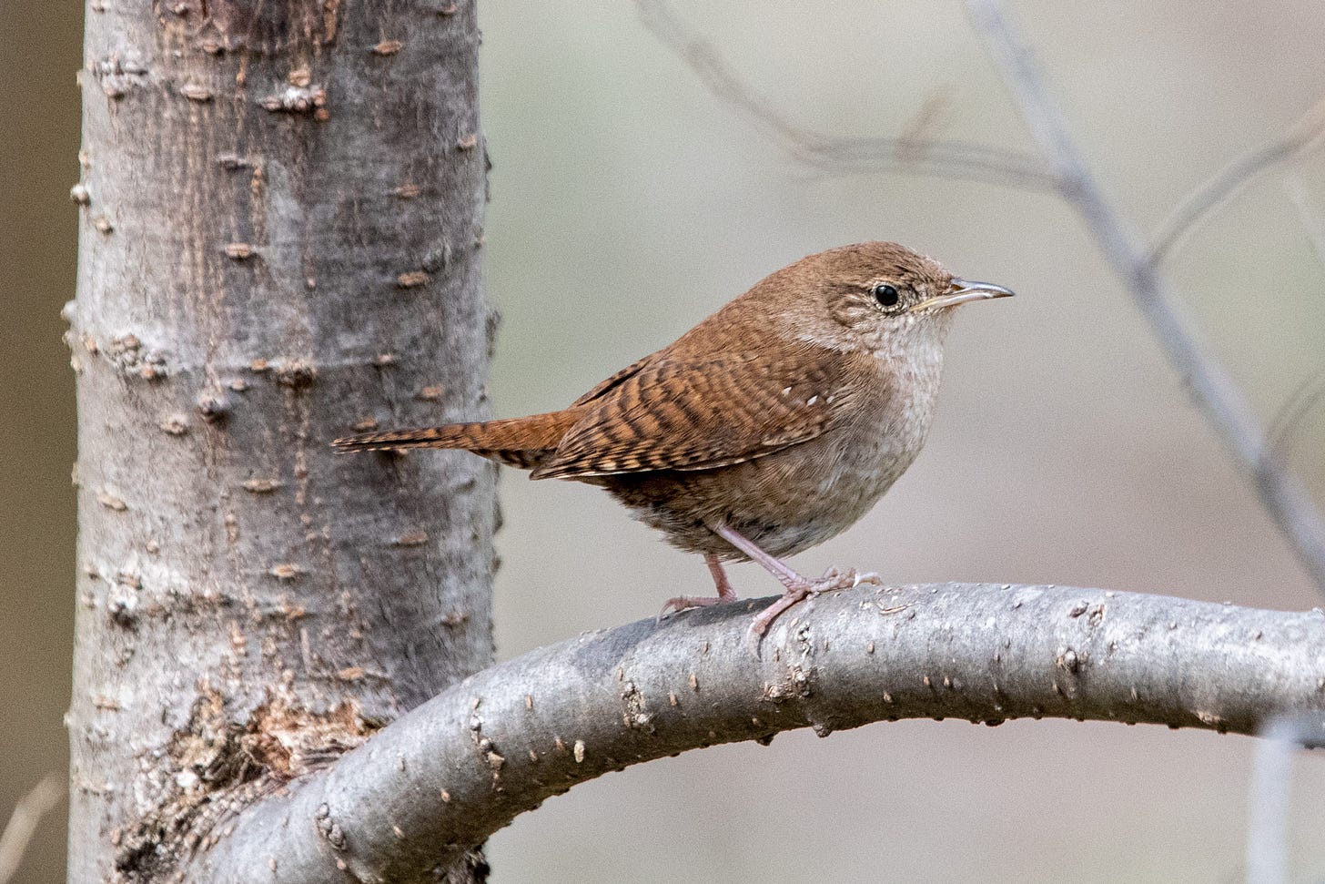 A house wren (brown, no supercilium, barred wings and tail) is perched on a branch
