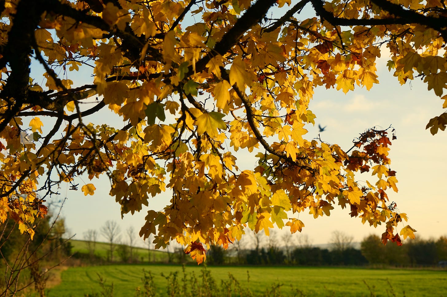 yellow autumn leaves