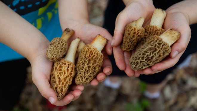 Where to find morel mushrooms in Ohio? Check this ...