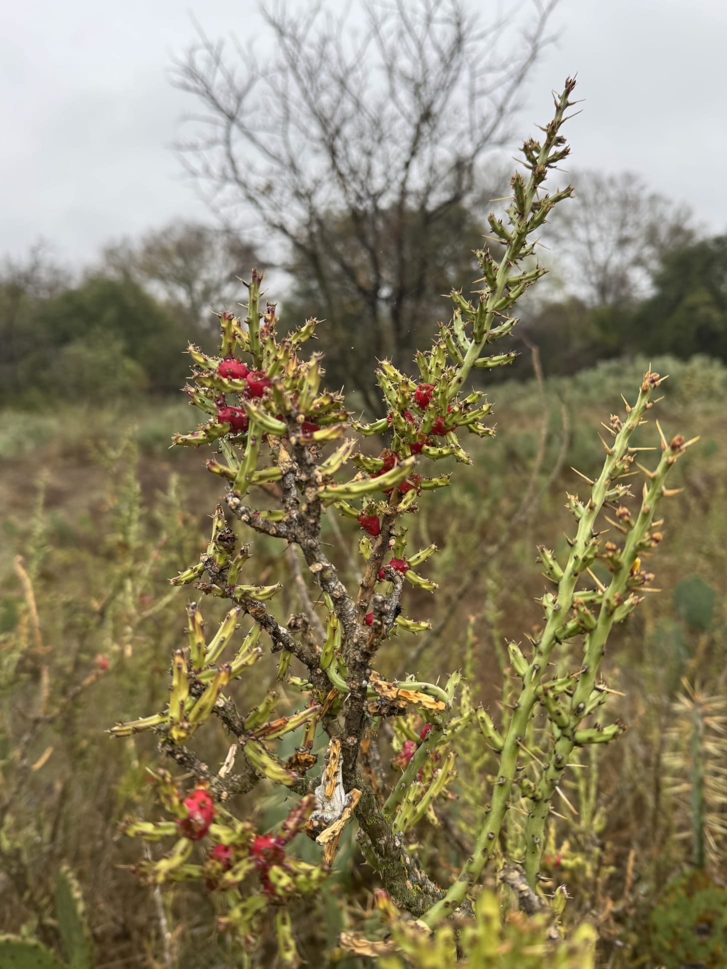 Tasajillo - pencil cactus with thick spines and red bulbs