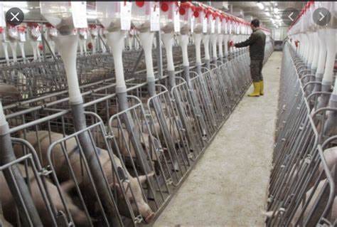 World’s largest pig farm in China will 'produce' 2 million pigs per ...