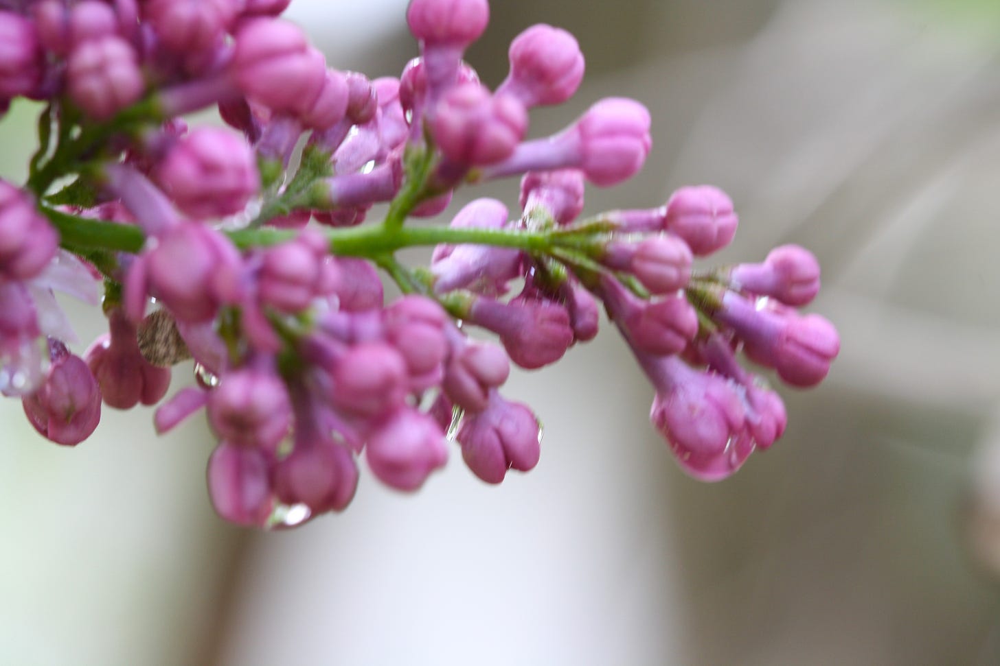 a lilac bloom, with dew dripping off the purple blossoms