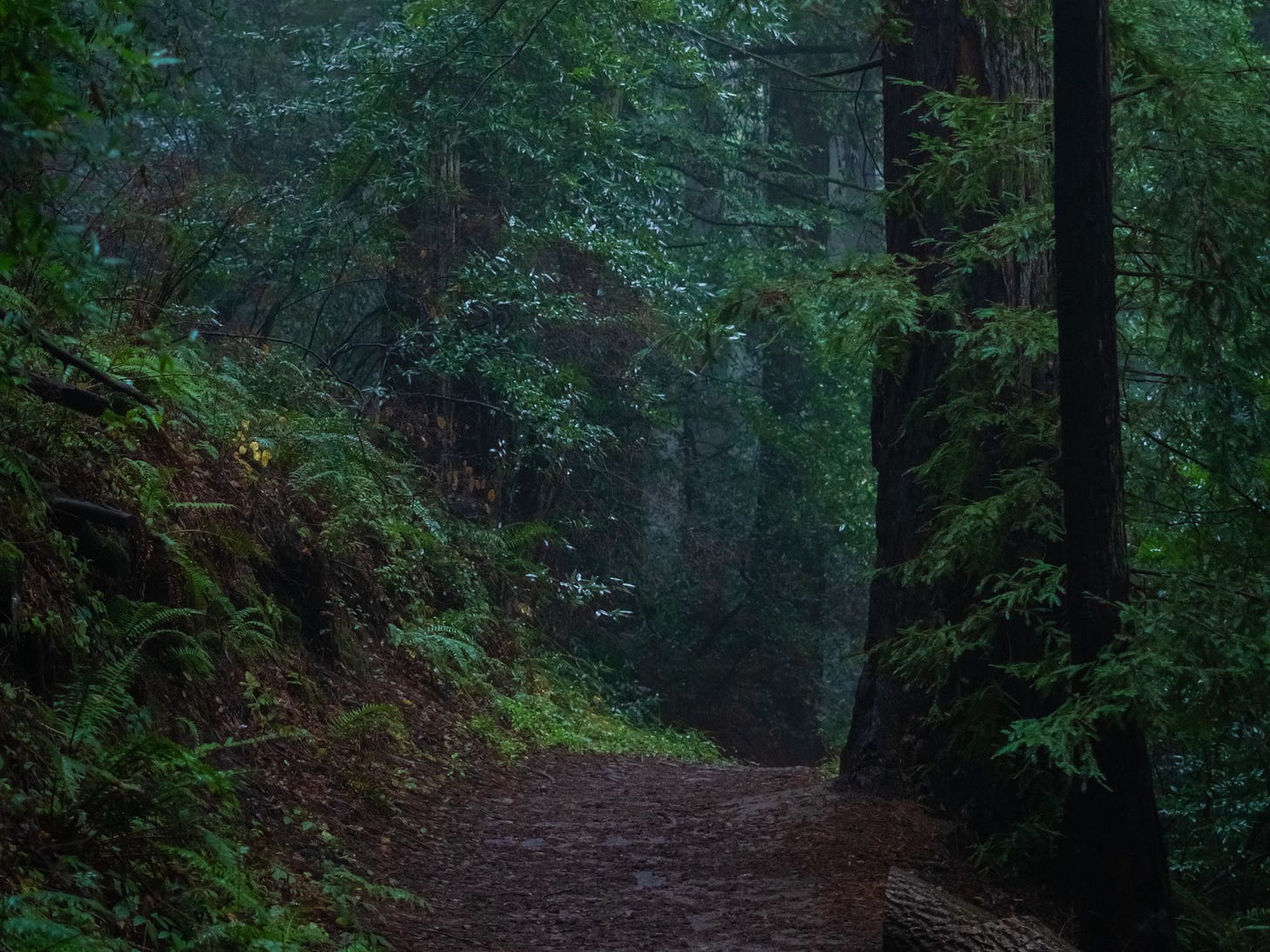 Dark forrest trail.