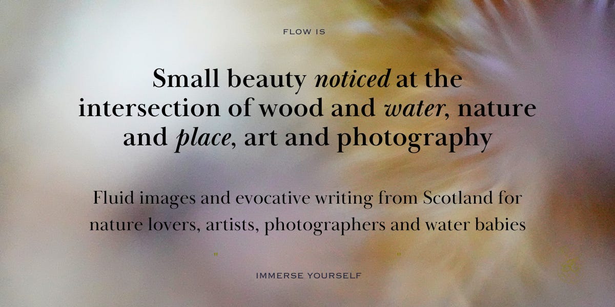 Image with text for Michela Griffith’s Substack publication ‘Flow’. Text reads ‘Small beauty noticed at the intersection of wood and water, nature and place, art and photography’