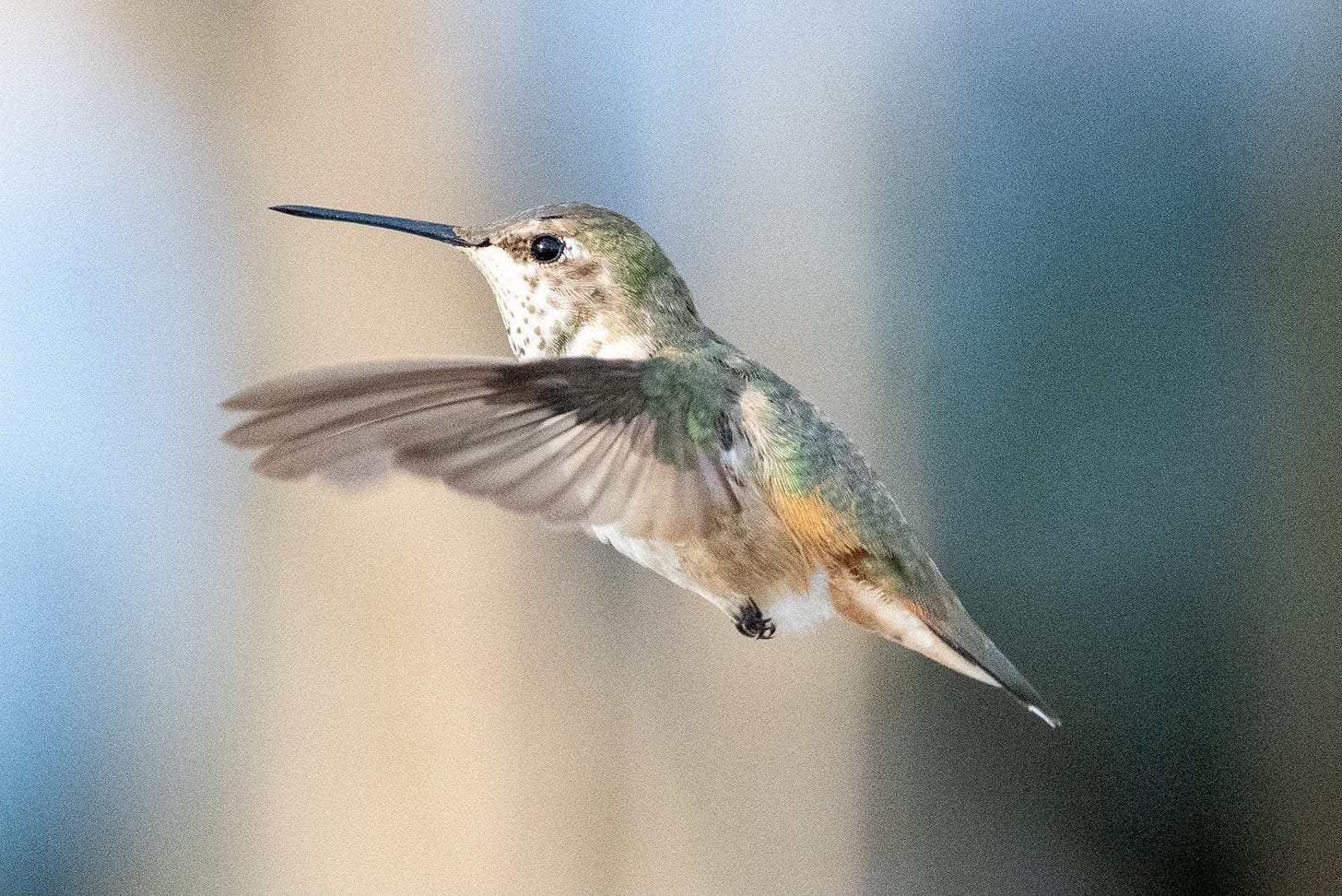 A flying hummingbird in profile, its back green, its wings extended forward, with a sandy orange coloration on its flanks