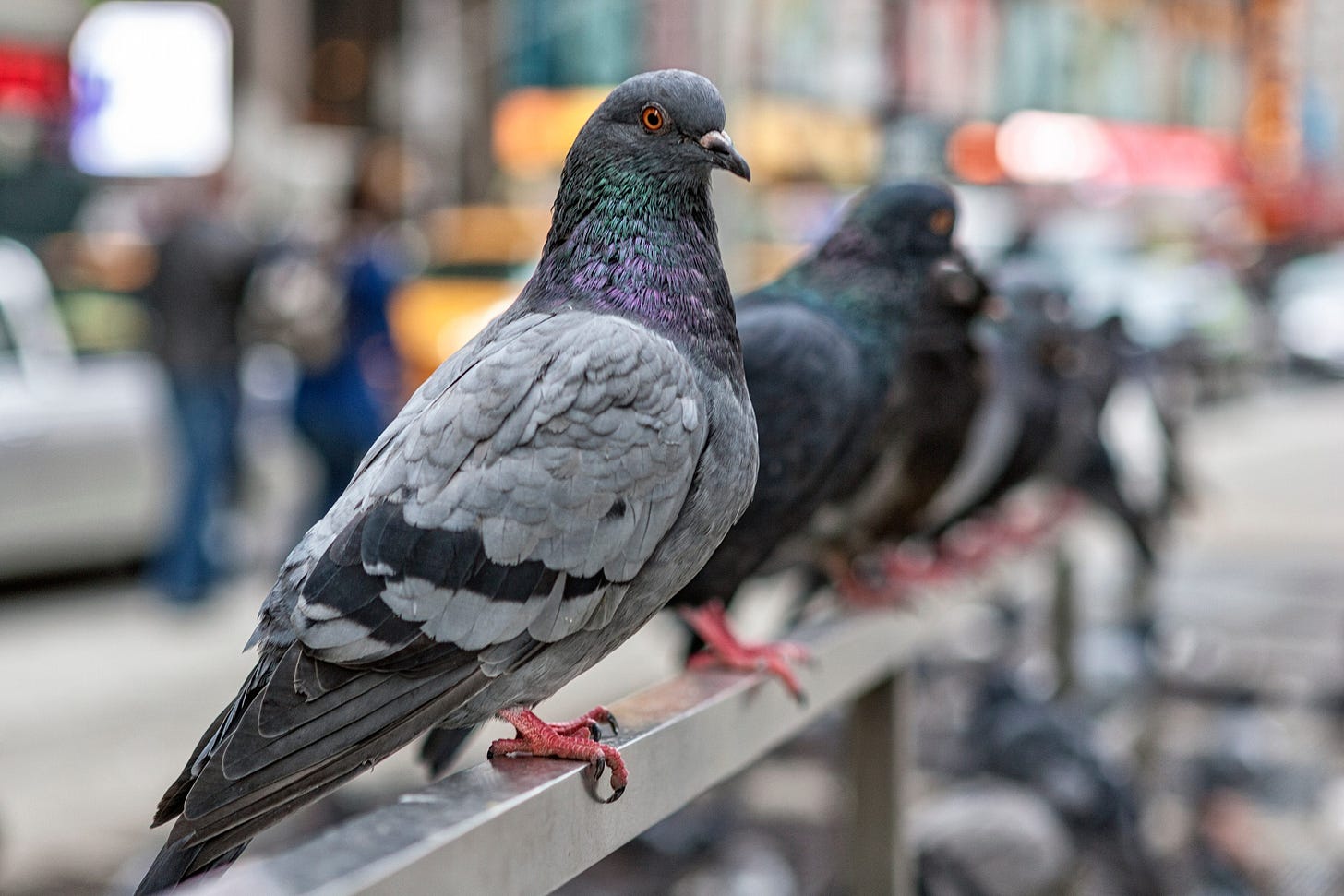 Feral pigeon: flying rat or urban hero? | Discover Wildlife