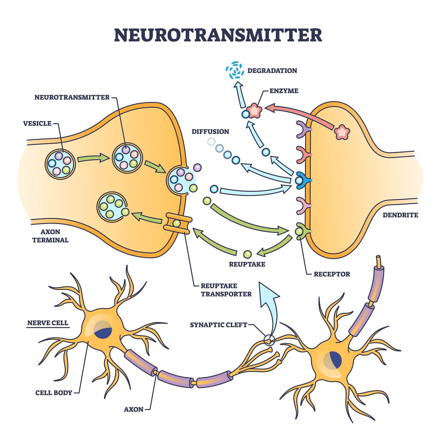 A diagram of how neurotransmitters work, showing the two ends of the neuron axon terminals and the synaptic cleft, and several neurotransmitters making the jump from neuron to neuron.