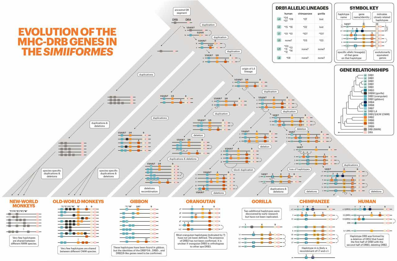 A tree with New World monkeys, Old World monkeys, gibbon, orangutan, gorilla, chimpanzee, and human lineages, each showing rearrangements of the MHC-DRB gene region. A tree with New World monkeys, Old World monkeys, gibbon, orangutan, gorilla, chimpanzee, and human lineages, each showing rearrangements of the MHC-DRB gene region.