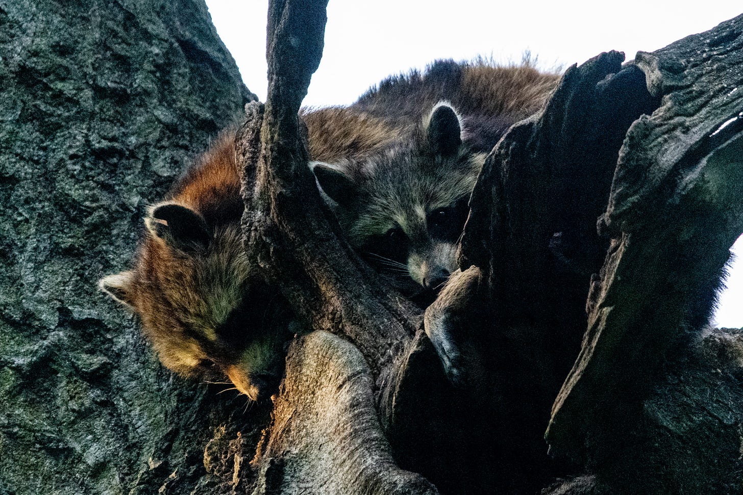 A parent and child raccoon, lolling in the fork of a tree