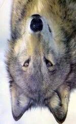 Photo of a wolf’s head turned upside down.