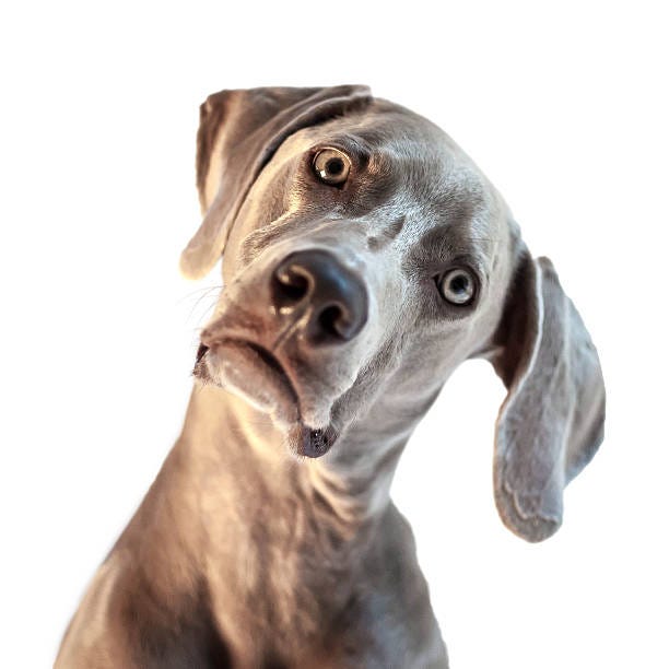 Weimaraner with head cocked A beautiful, young Weimaraner with his head cocked to the side isolated on a white background. funny dogs stock pictures, royalty-free photos & images