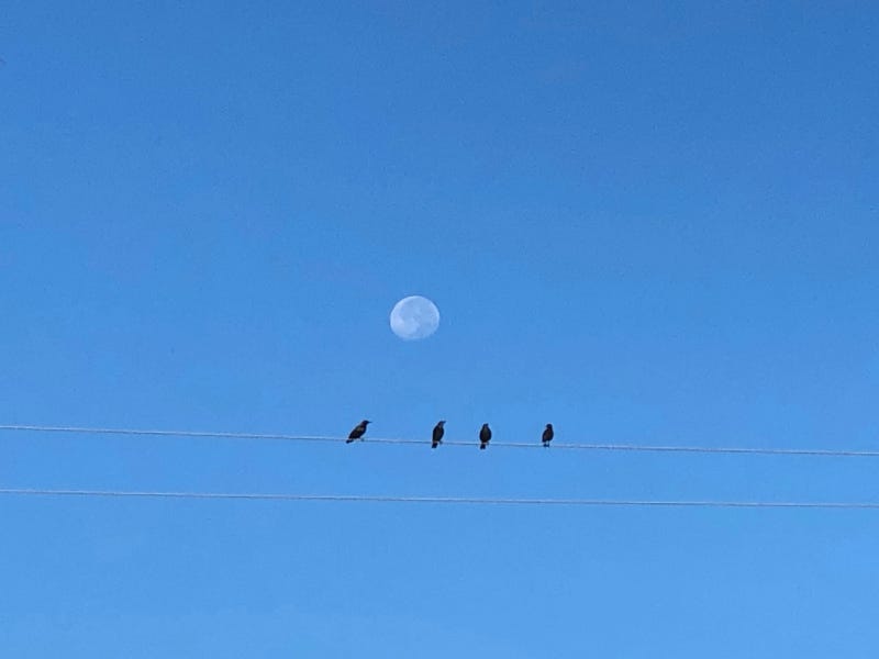 Birds on wire under the moon by Mary Tase