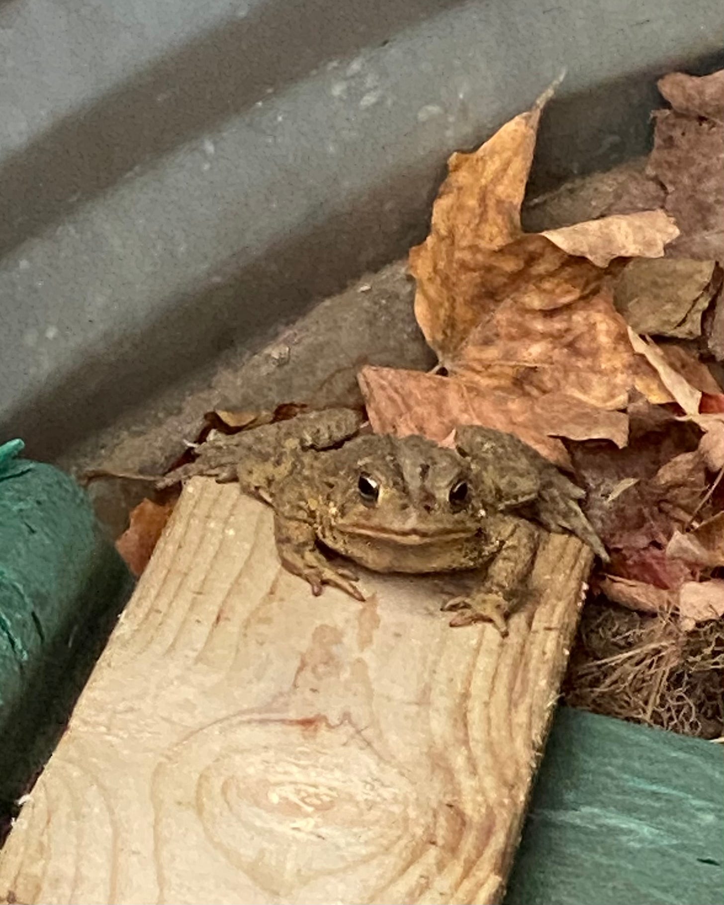 an American toad on leaves in a dry well, at the bottom of a makeshift ramp to help him out (wood and green plastic)