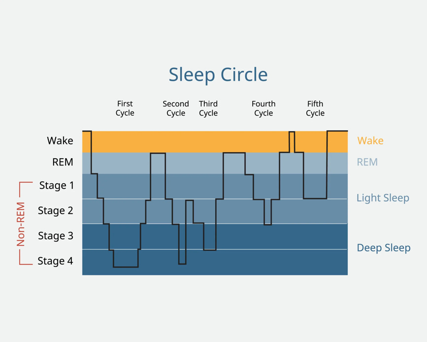 A diagram of a sleep cycle

Description automatically generated