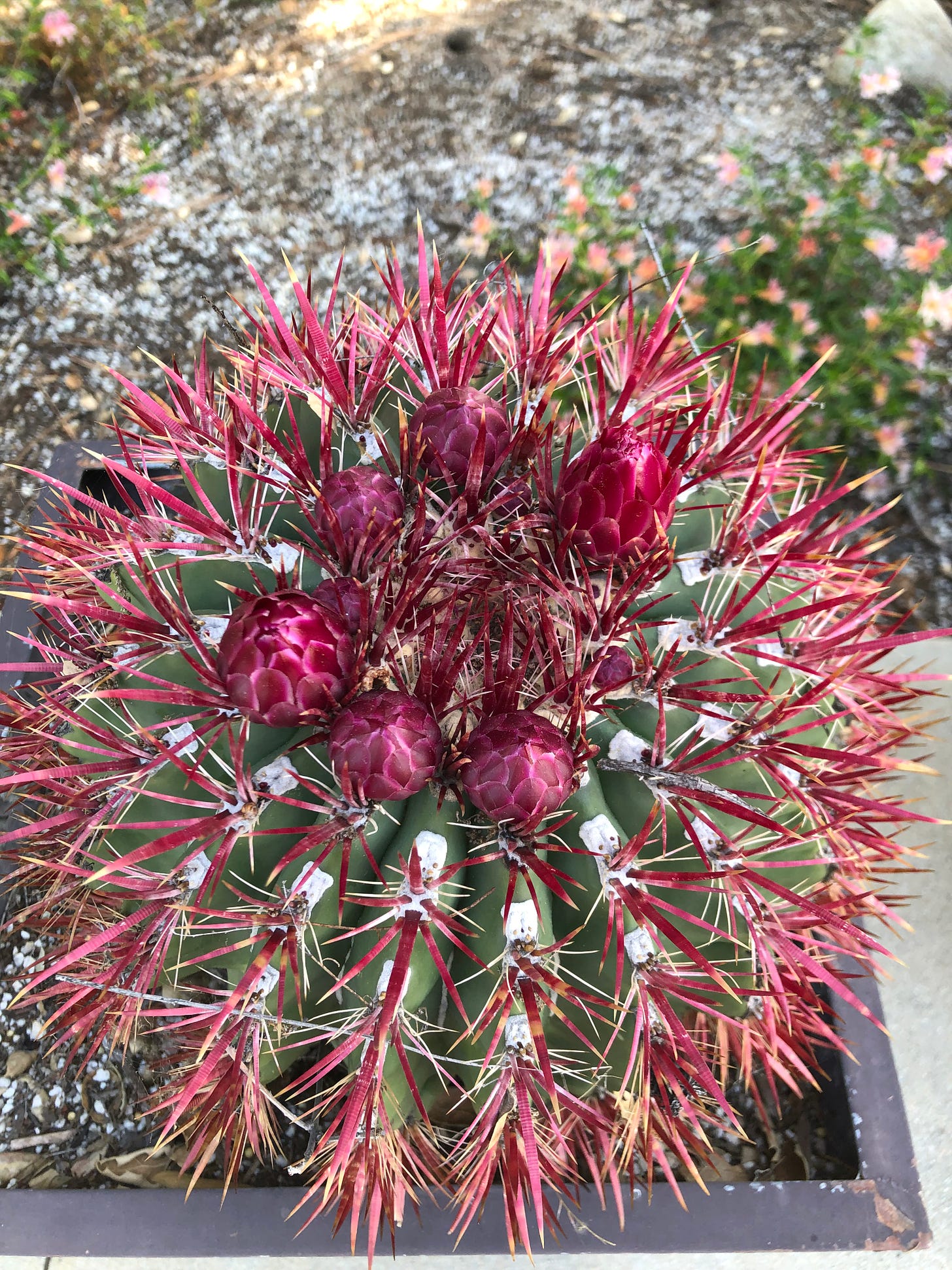 A barrel cactus with red spikes in bloom with six red buds at the top.