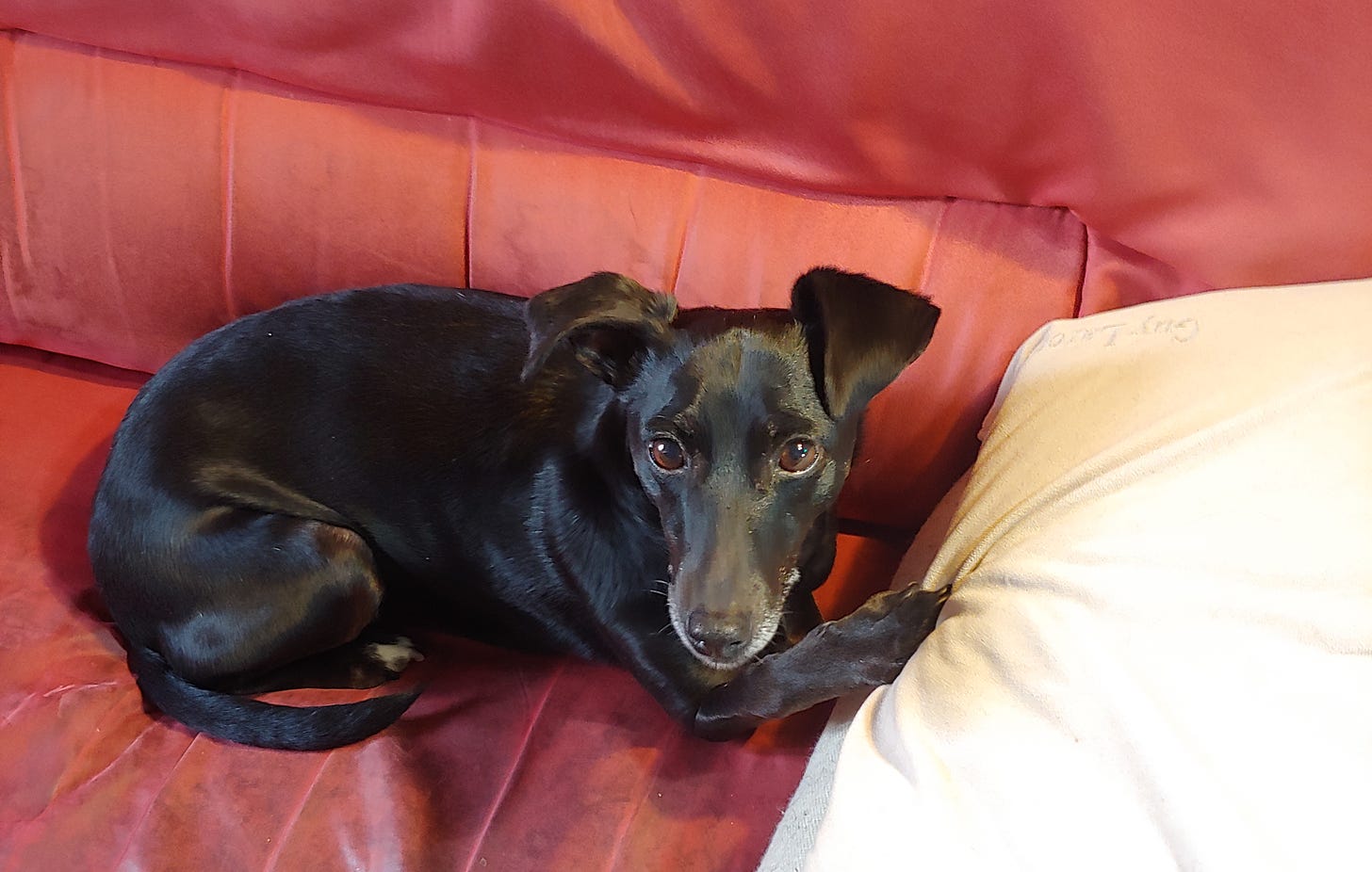 Une petite chienne croisée lévrier, Trufa, est allongée sur un canapé rouge et fixe l'objectif d'un air appliqué, sa patte reposant en hauteur sur un coussin qu'elle semble vouloir garder pour elle.