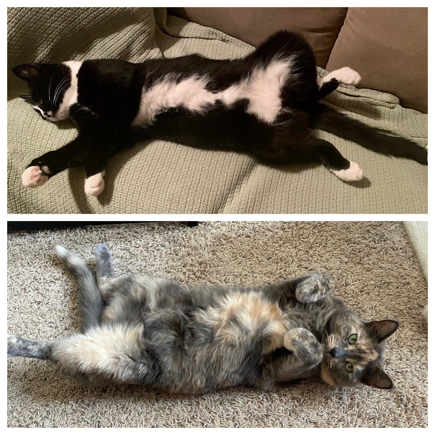Top: A tuxedo cat is asleep on his back on a sage green blanket. Bottom: A dilute tortoiseshell cat is lying on her back on a beige carpet, looking up at the camera.