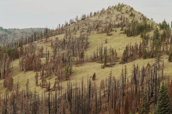 In the Klamath National Forest and the Shasta-Trinity National Forest along the Pacific Crest Trail in Northern California, thousands of acres of forest burned in the 2021 River Complex fire.