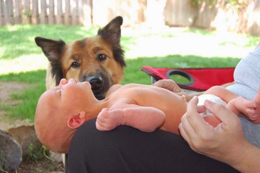A photograph of a woman (you can only see her lap) with a newborn baby on her lap.  He is only a few days old.  There is a brown fluffy dog gazing at the baby.  The photo was taken outside.
