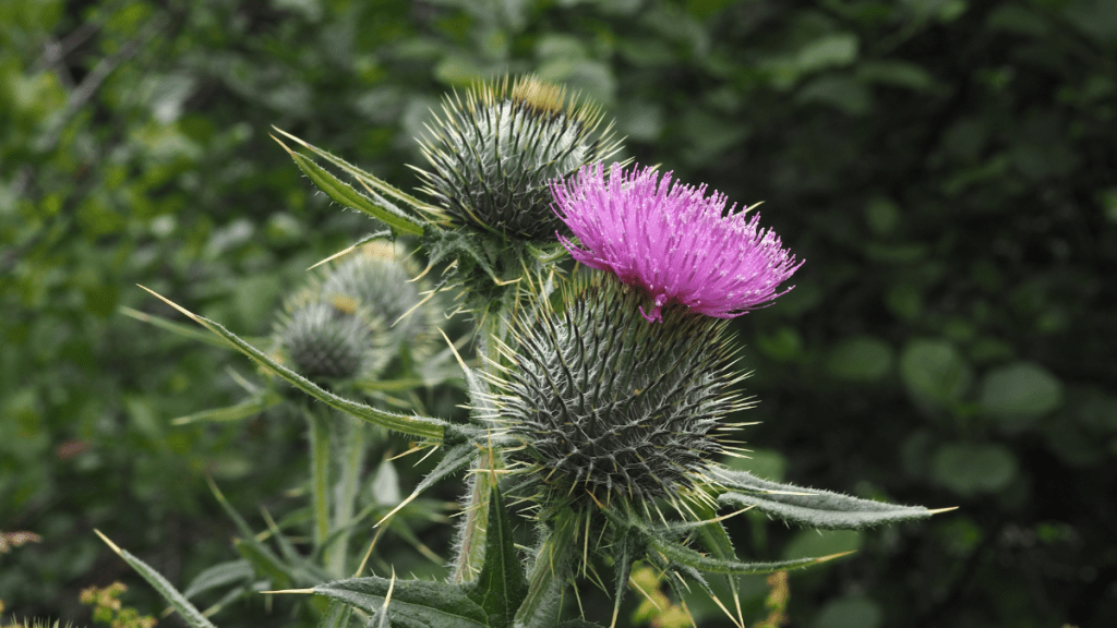 What is the flower of Scotland?