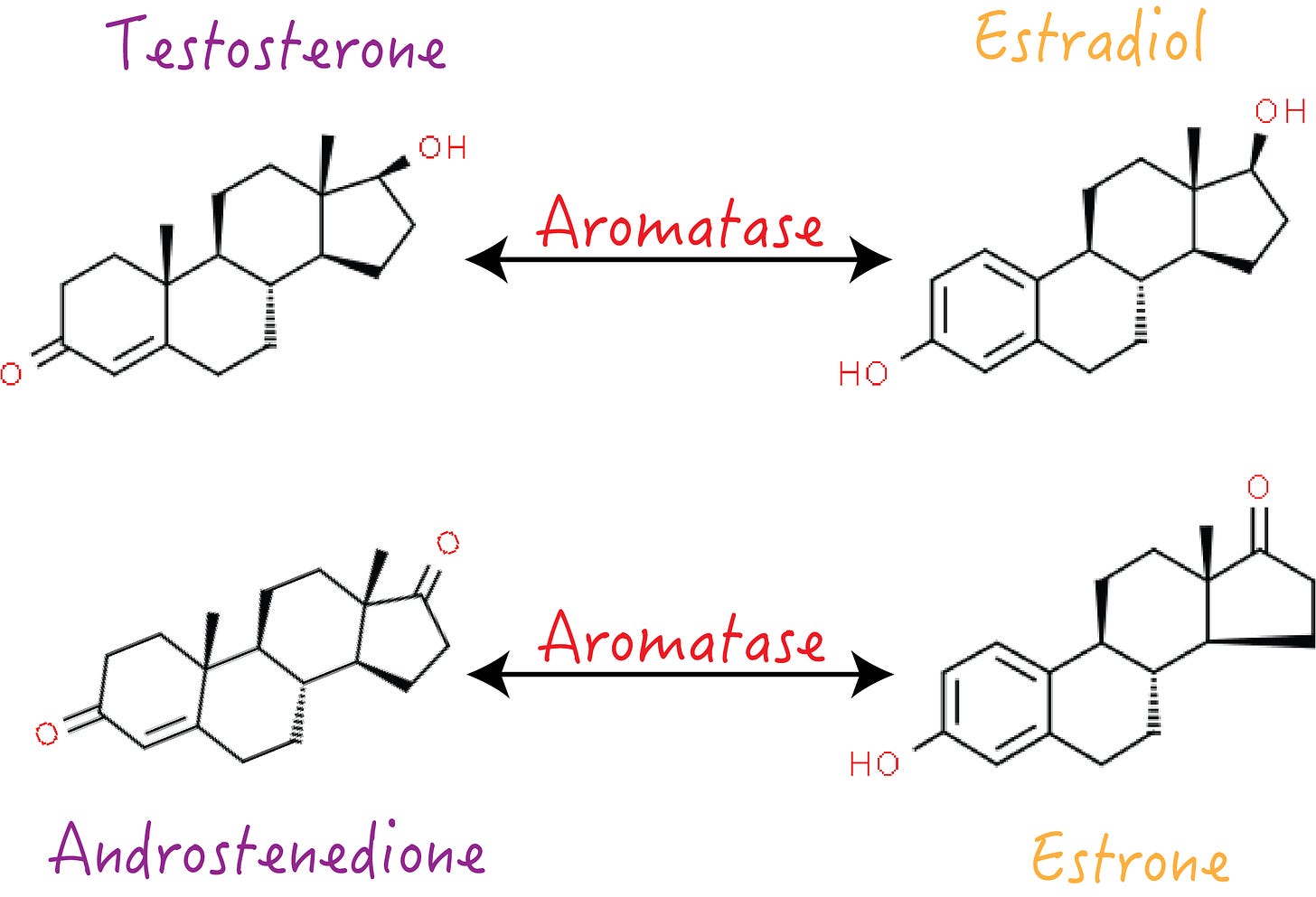 Cartoon showing the chemical effects of aromatase