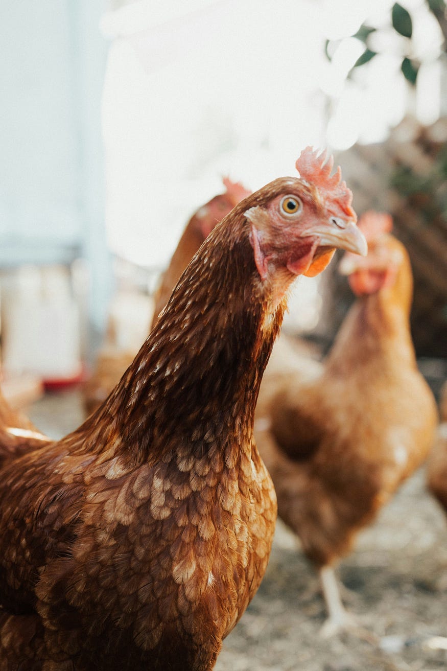 Close-up of brown chicken staring at camera.