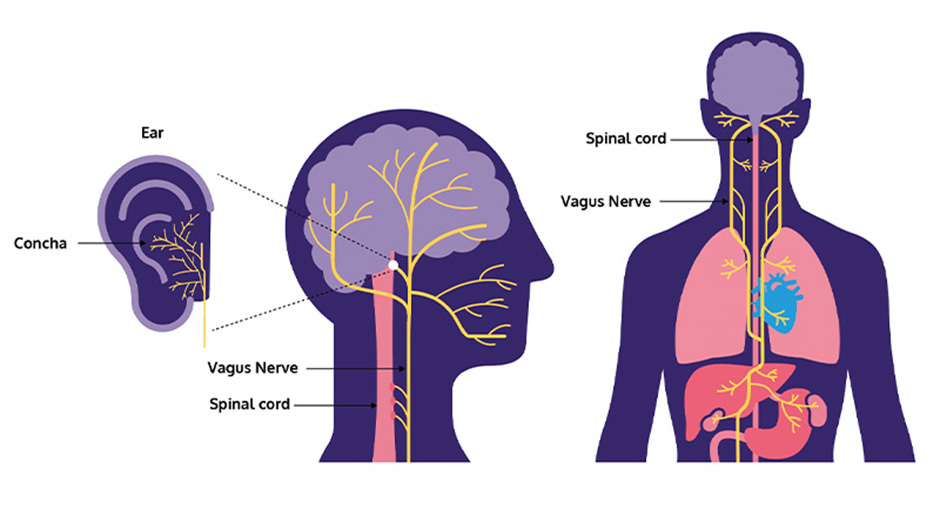 The Vagus Nerve- our mind body connect