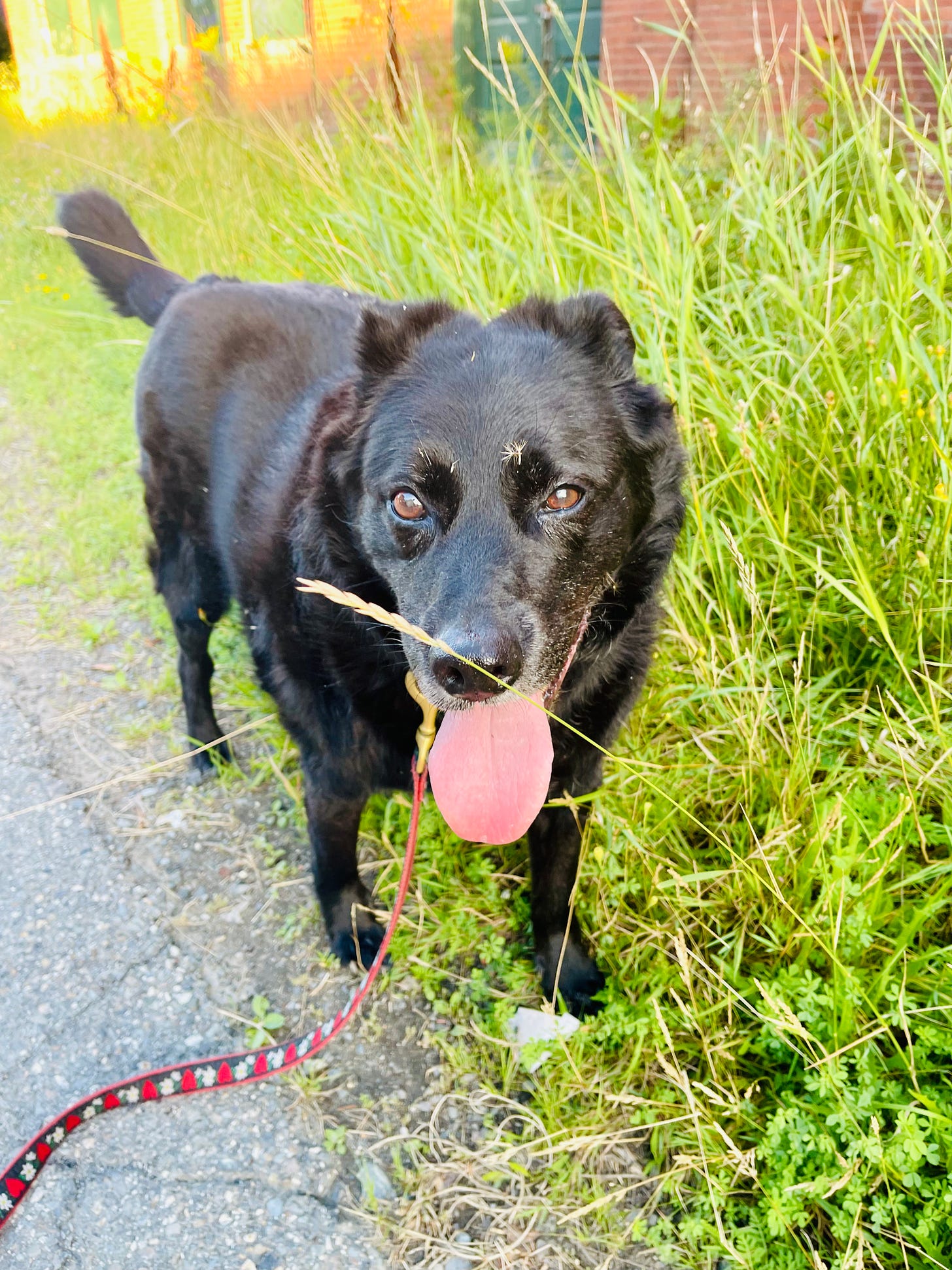 very old dog in long grass with stuff on his face