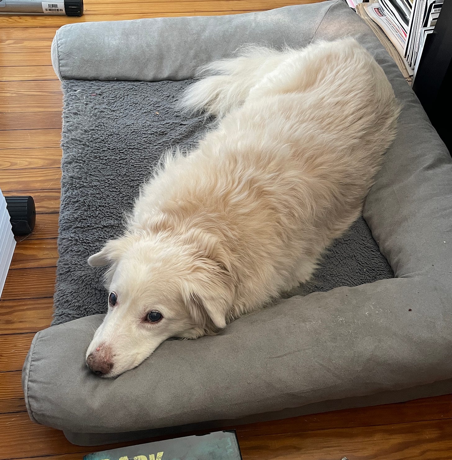 White furry dog laying on dog bed on floor of Brian's office.