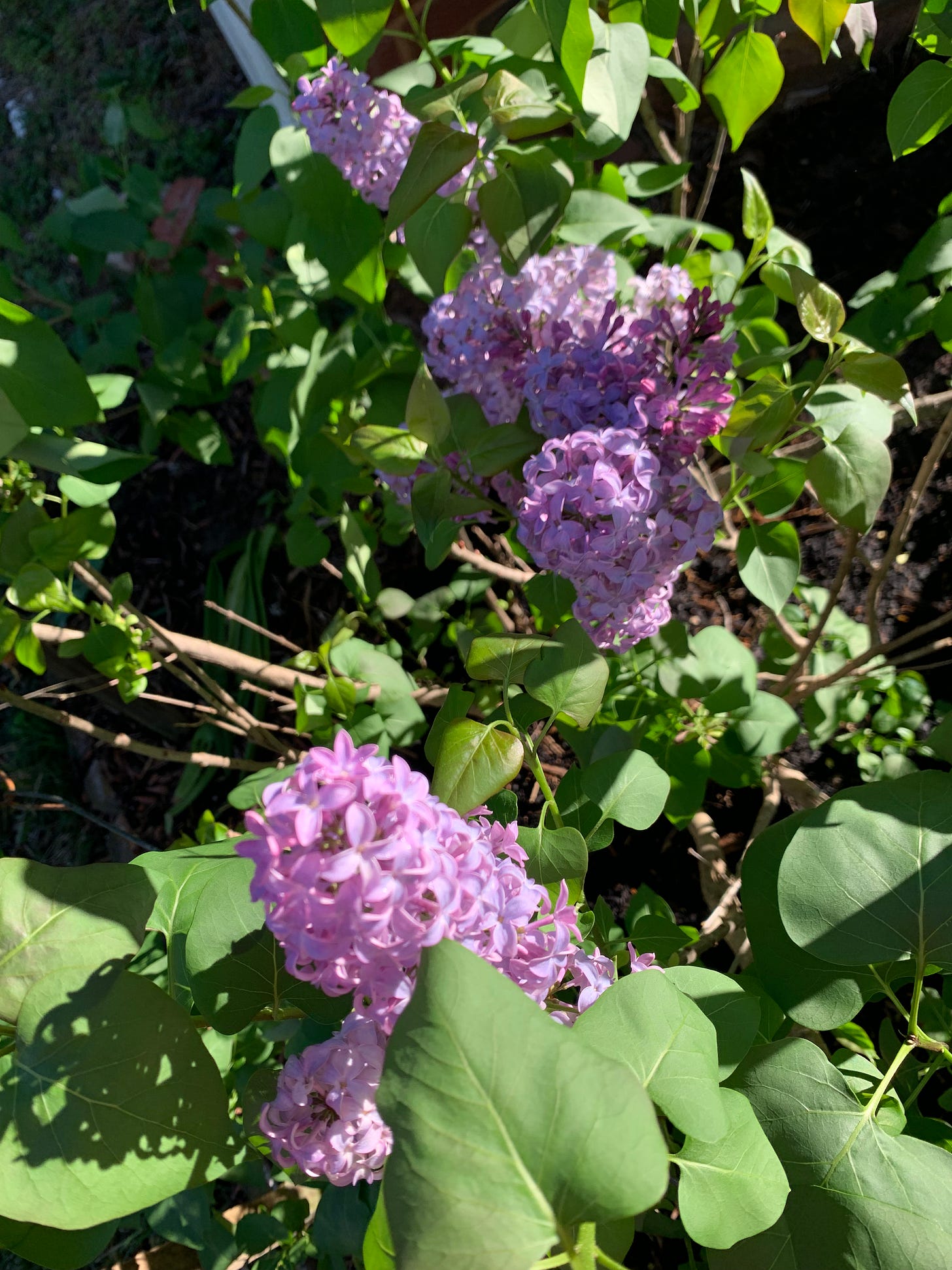 image of two huge blooms on Janet's lilac