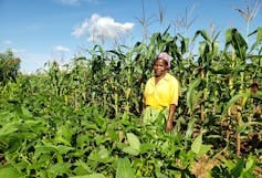 A woman in a yellow dress stands in a flourishing plot of cowpea and maize growing taller than her head