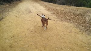 Ruby carrying big stick