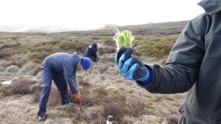 Someone holding a sphagnum moss plug wearing a blue glove with 2 people in the background planting sphagnum moss on moorland on Kinder Scout.