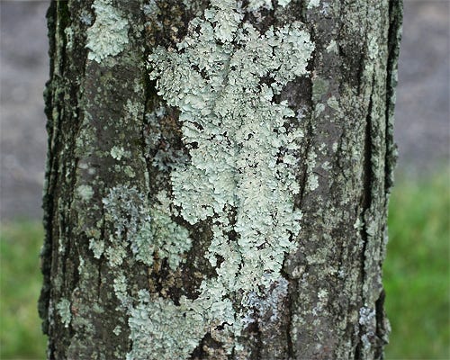 FS1205: Tree-Dwelling Lichens (Rutgers NJAES)