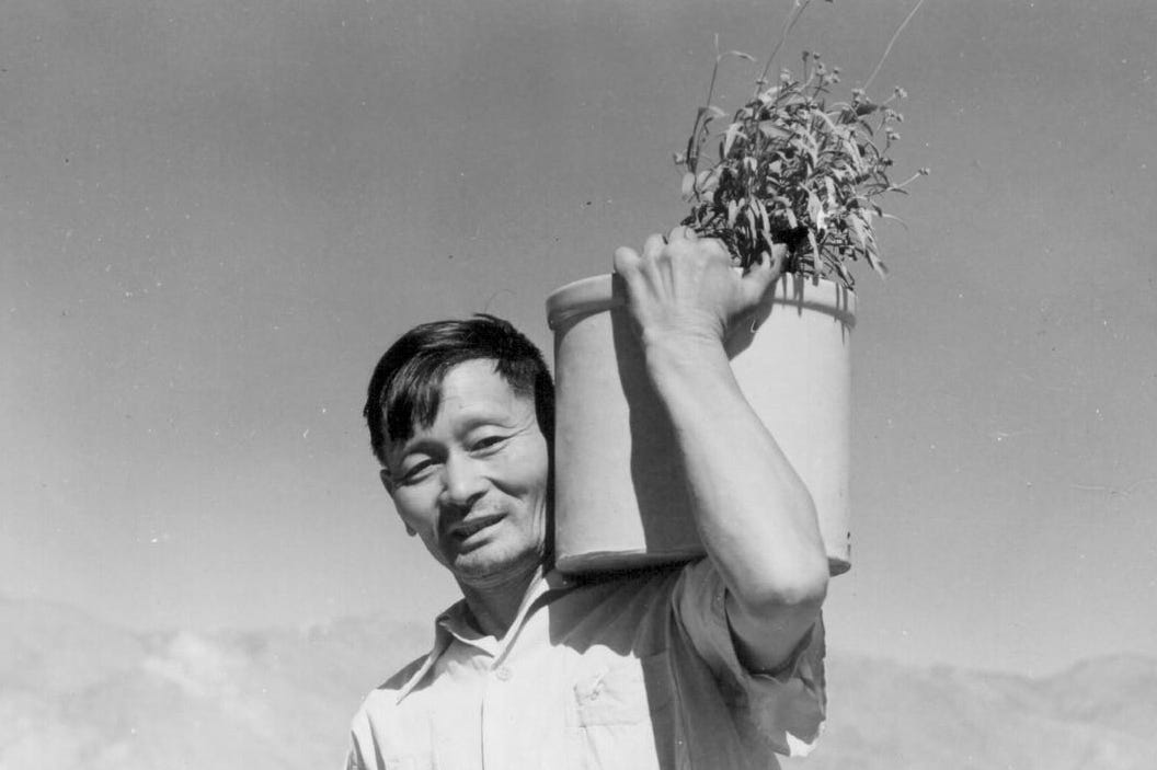 Pruning the Bonsai: How the History of Japanese American Gardeners Lives on  Through Their Descendants