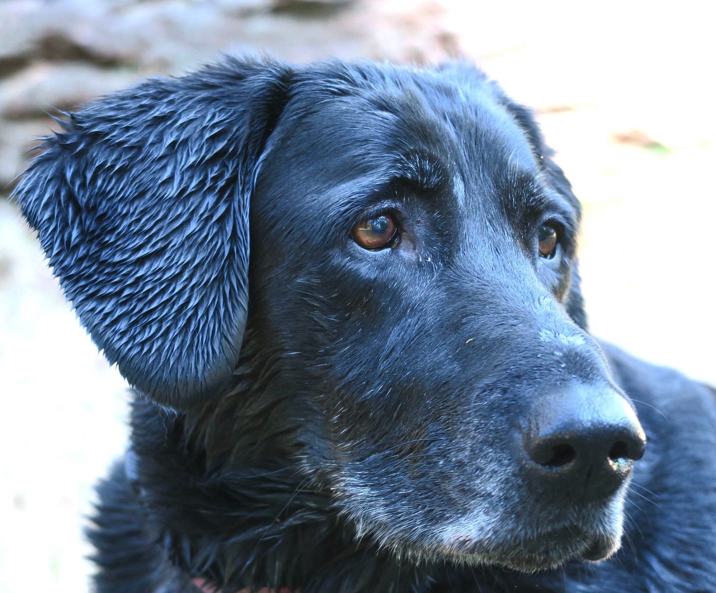 A black labrador dog head